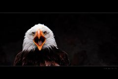 the eagle II