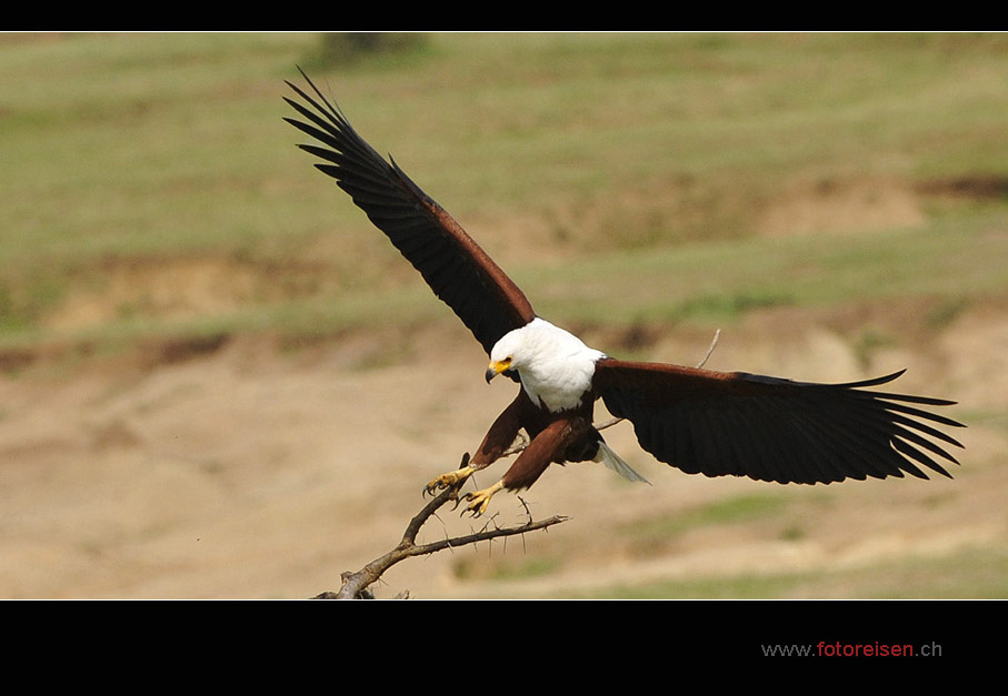 The eagle is landing