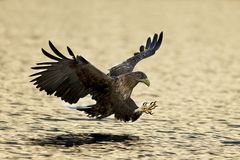 the eagle is landing (no - he is catching the fish)