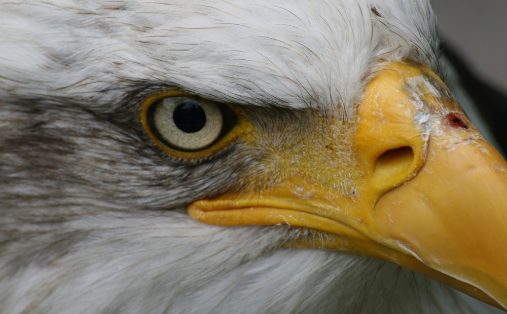 The Eagle´s eye