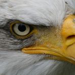 The Eagle´s eye