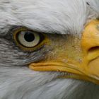 The Eagle´s eye