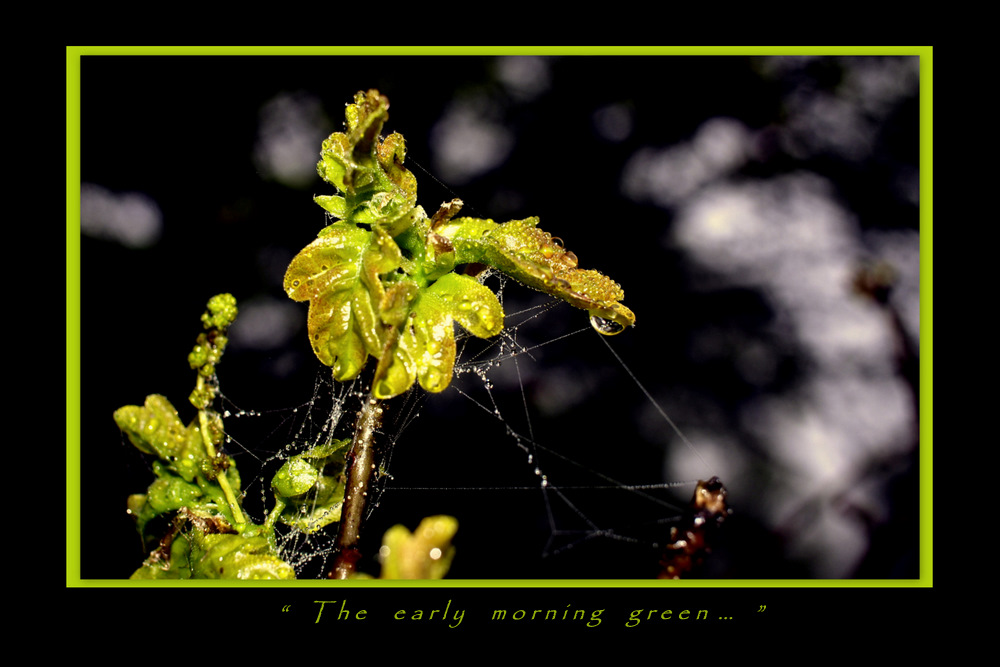 the early morning green