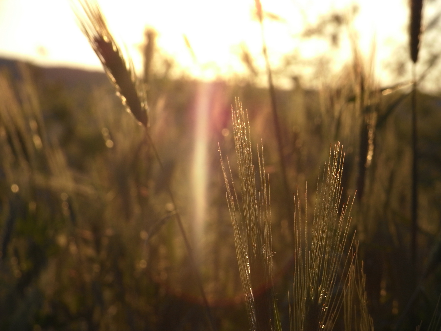 The Ears of the Sunset