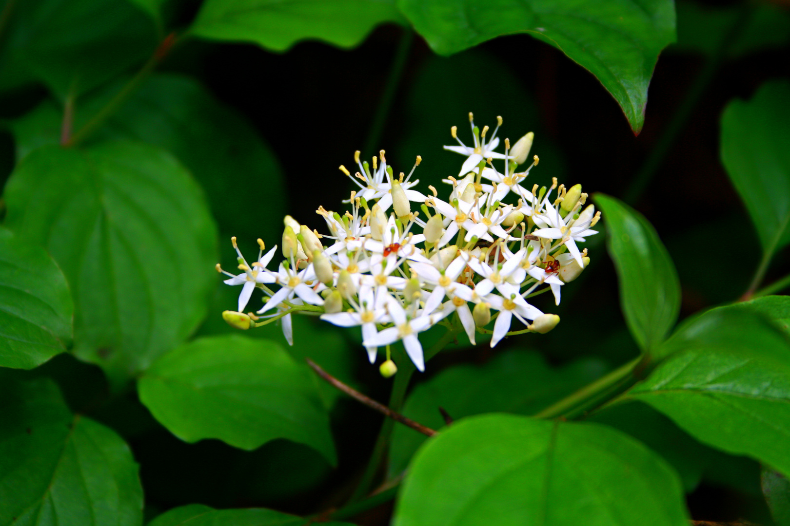 "The earth laughs in flowers."