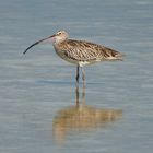 The Eastern Curlew