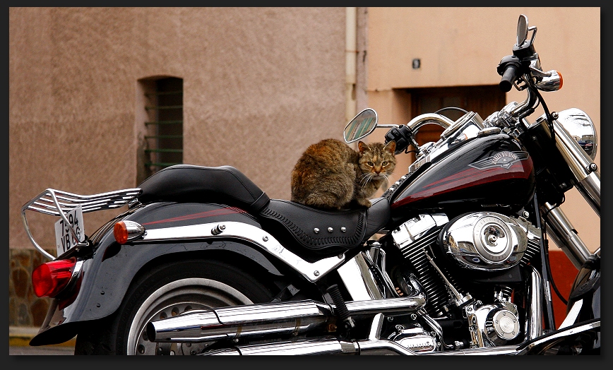The Easy Rider - Cat
