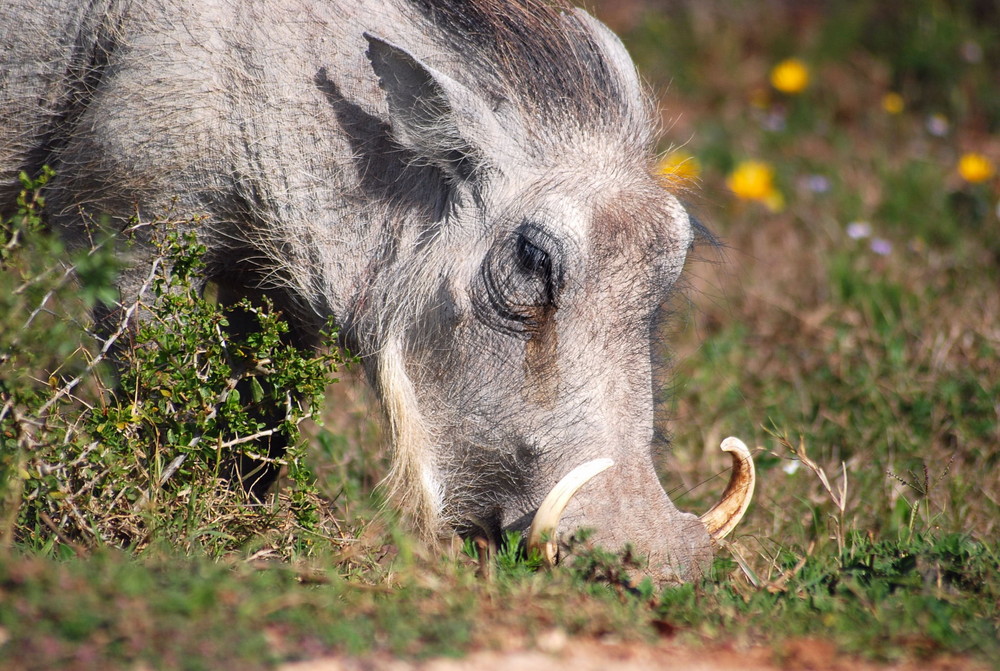 The Eating Warthog