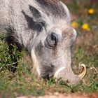 The Eating Warthog