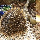 * the Echidna this morning in my garden * 