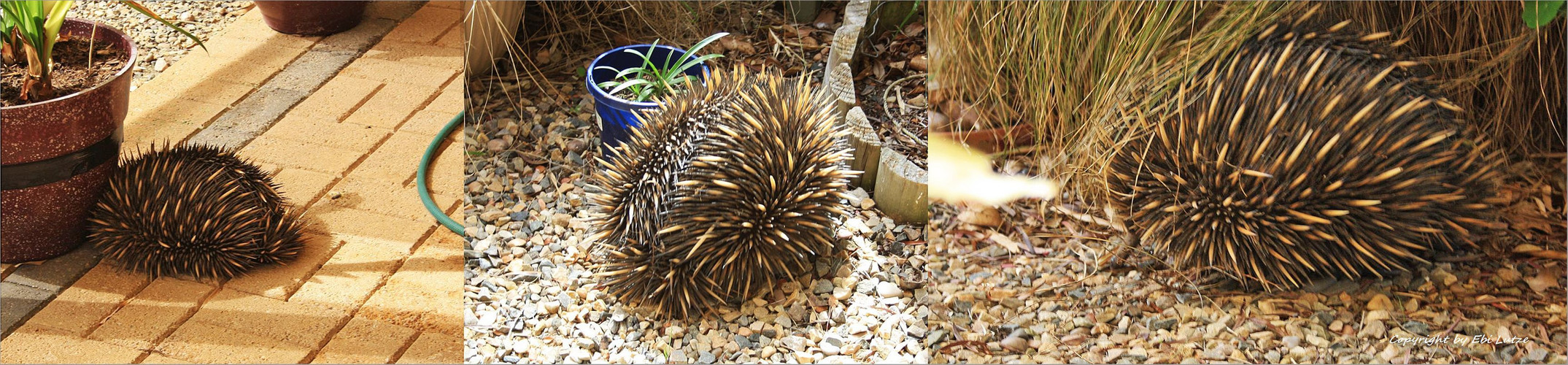 * the Echidna this morning in my garden * 