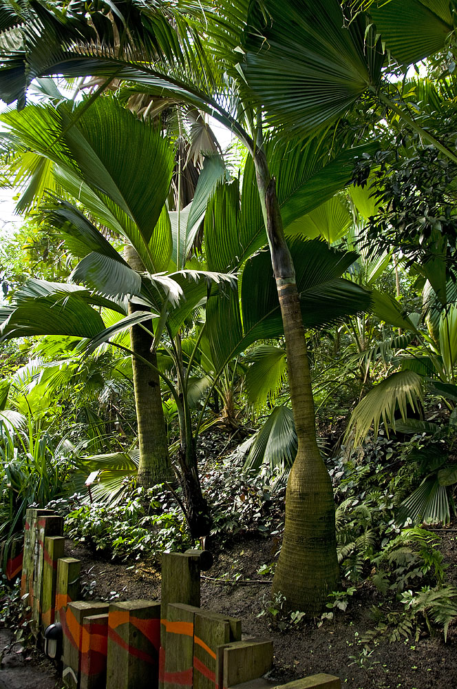 The Eden Project in Cornwall-3