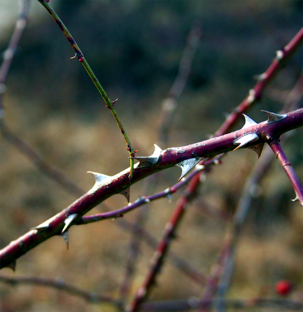 The edge of thorns......