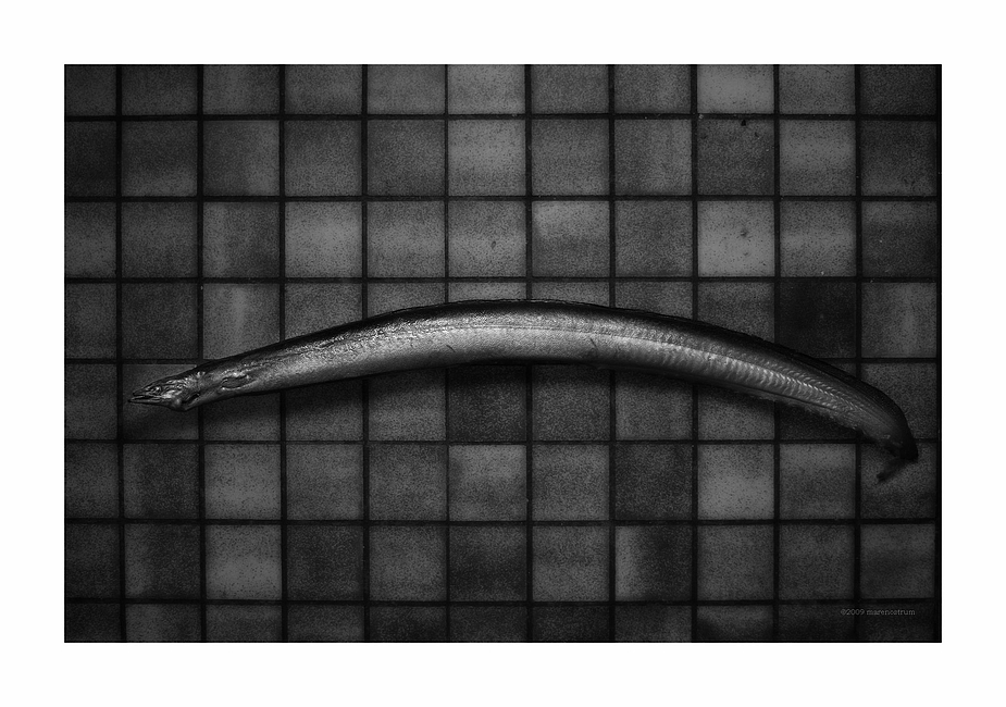 the eel