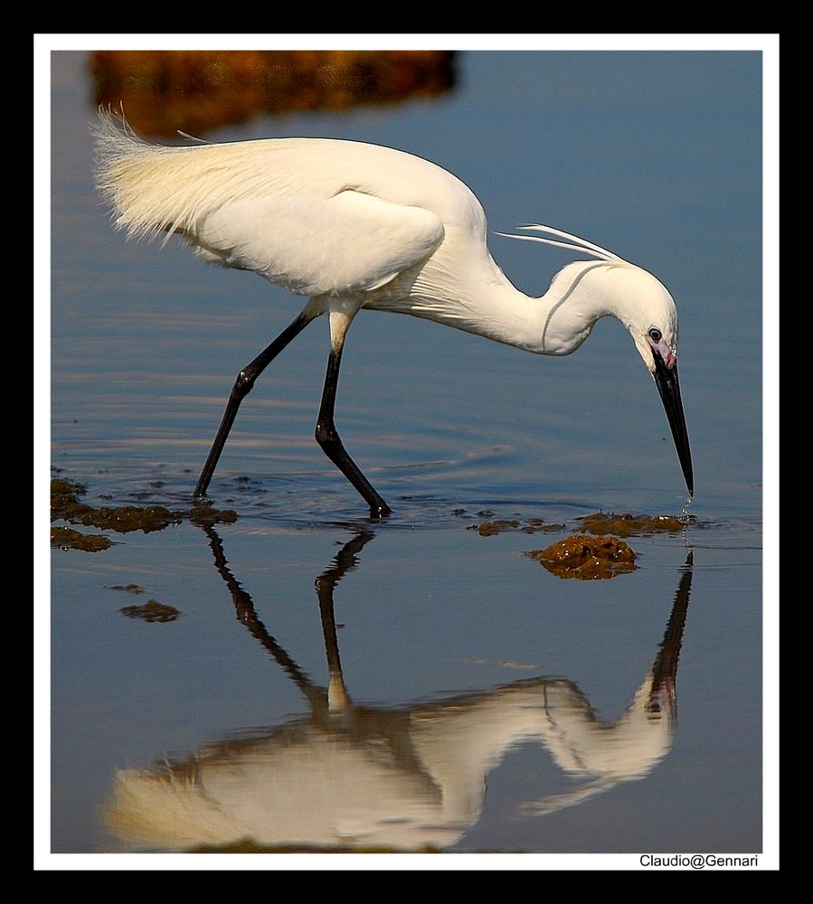 ..."The Egret"...