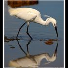 ..."The Egret"...