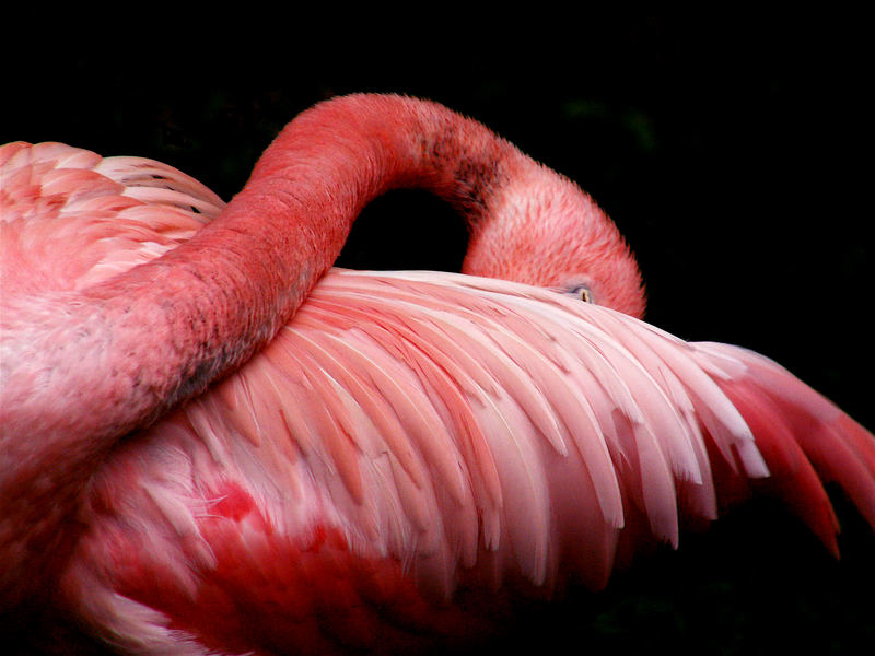 the elegance of pink