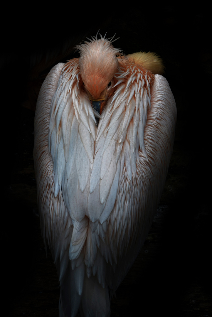 The elegance of the pelican