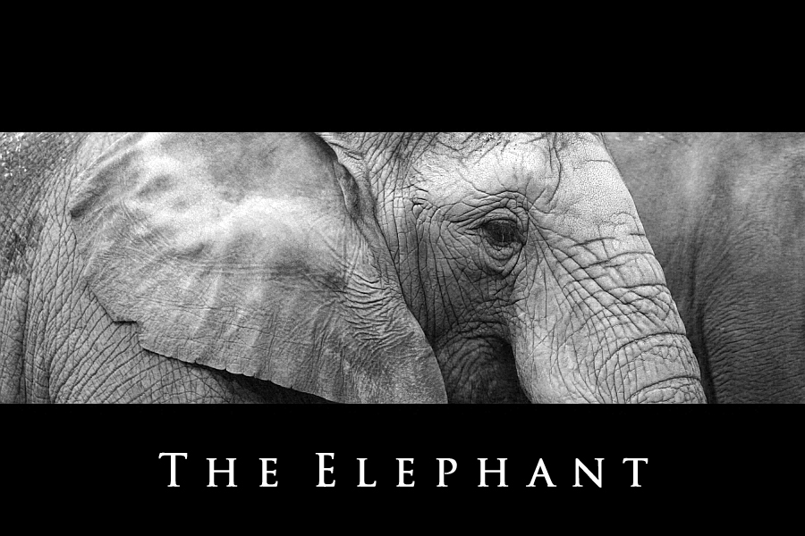 ... the elephant ...