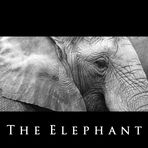 ... the elephant ...