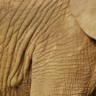 The Elephant [Nikon Solutions with Joe McNally]