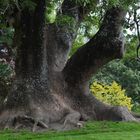 the Elephant Tree