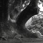 the Elephant Tree*