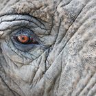 The elephant's eye