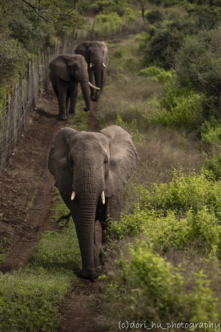 The Elephants of Thula Thula