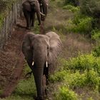 The Elephants of Thula Thula