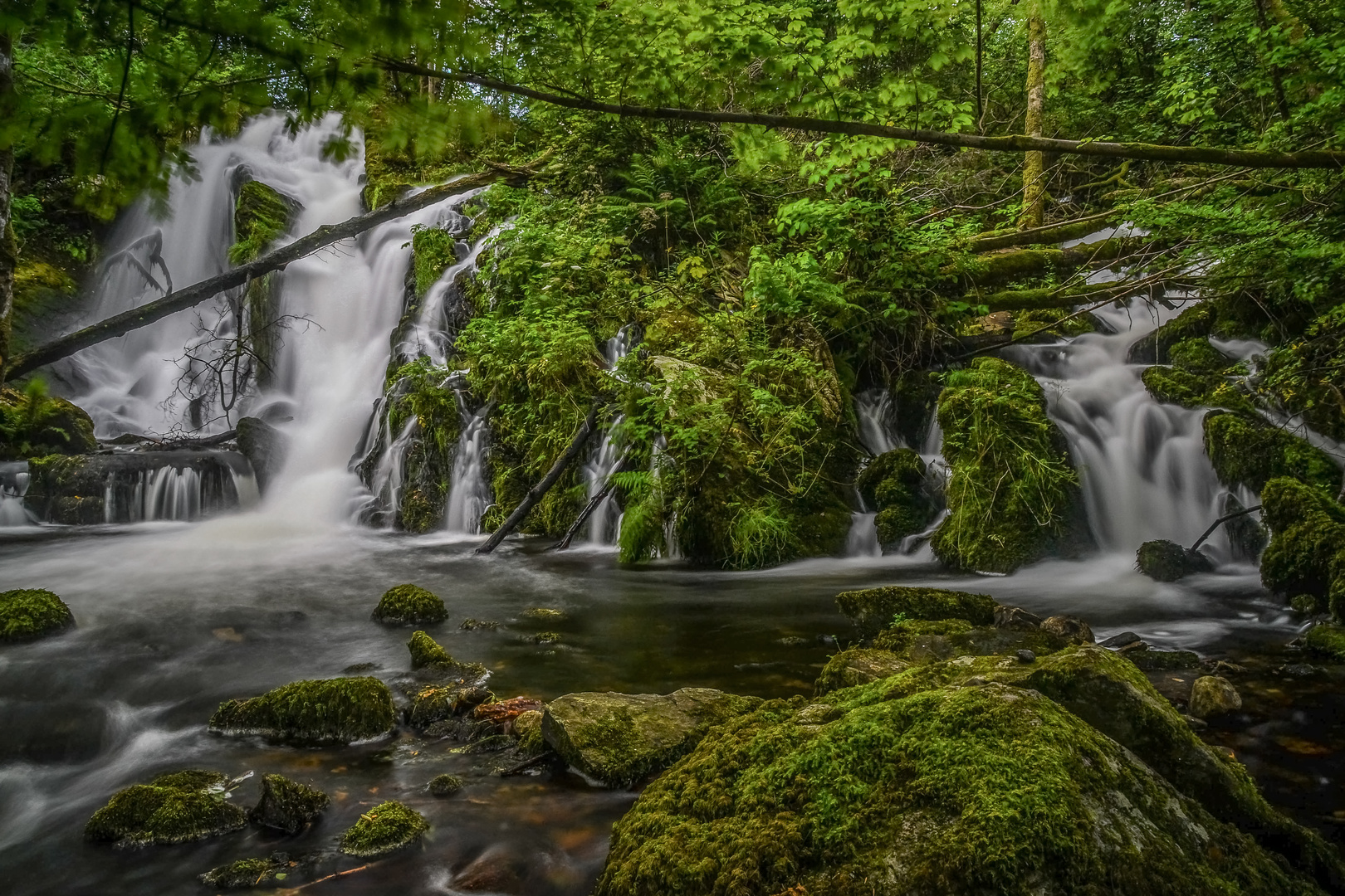 The Emerald Forest