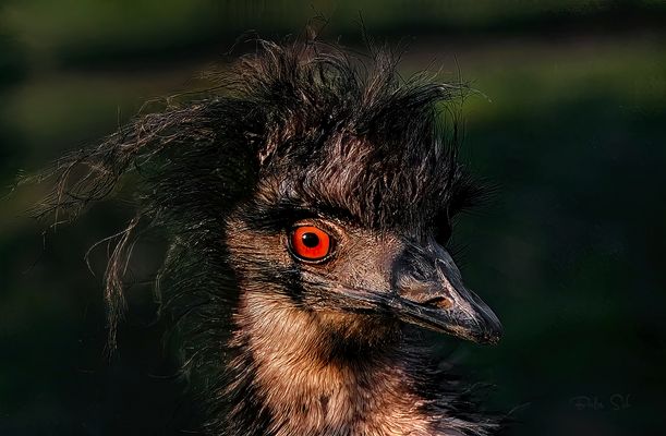 The Emu - Der große Emu