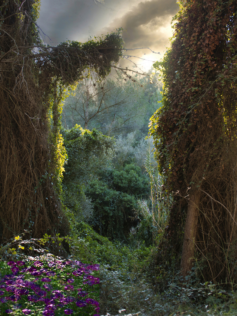 The Enchanted Forest