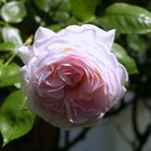 THE ENGLISH ROSE