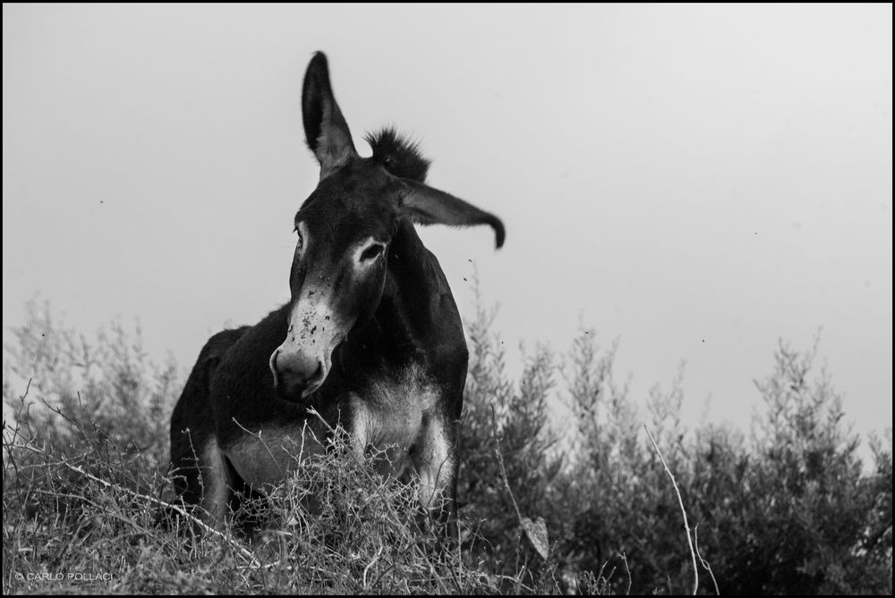 The enterprising donkey.