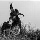 The enterprising donkey.