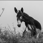 The enterprising donkey