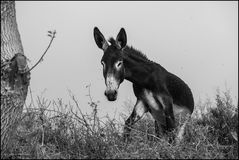 The enterprising donkey