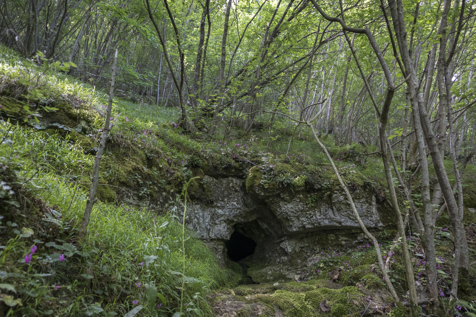 The entrance of the rabbit hole