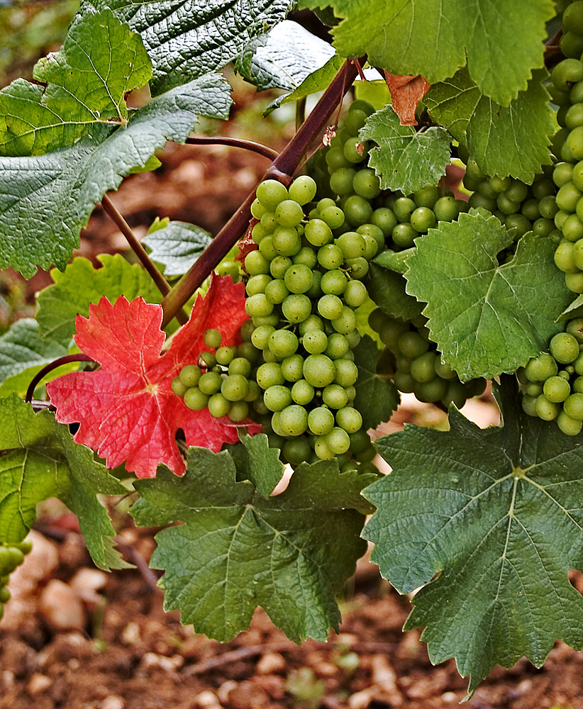 The essence of Burgundy