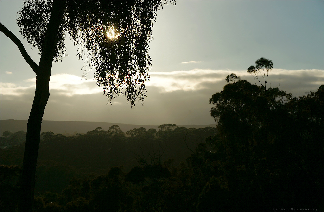 The eucalyptus world