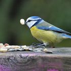 The Eurasian blue tit