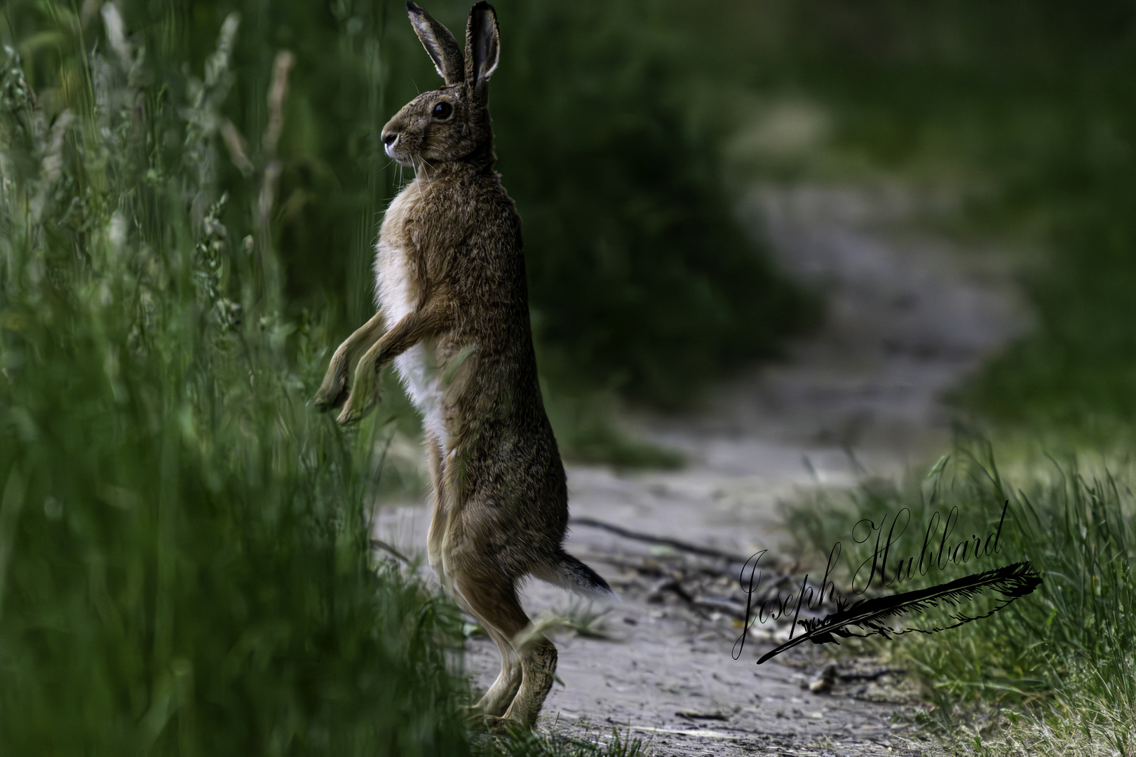 The European hare up and walking