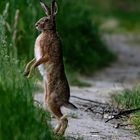The European hare up and walking