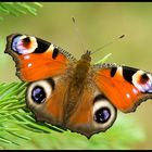 The European Peacock (Inachis io)