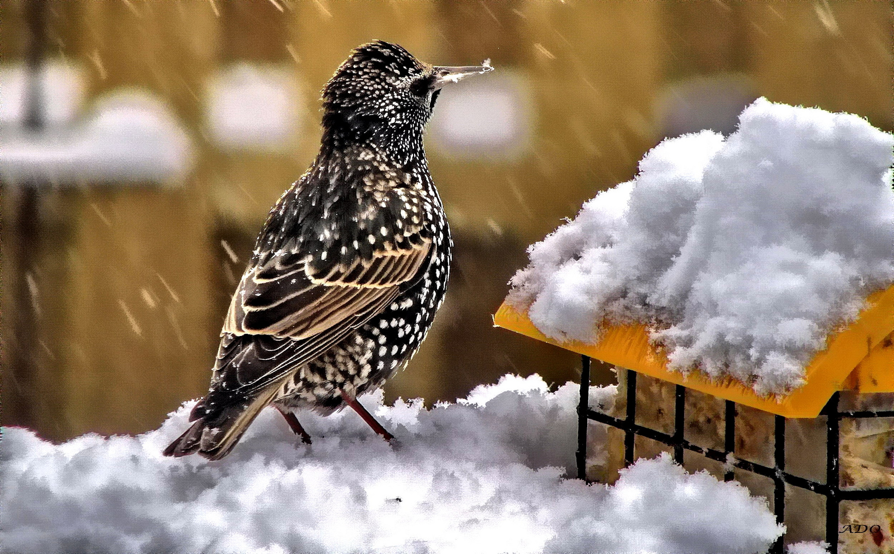 The European Starling