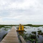 The Everglades