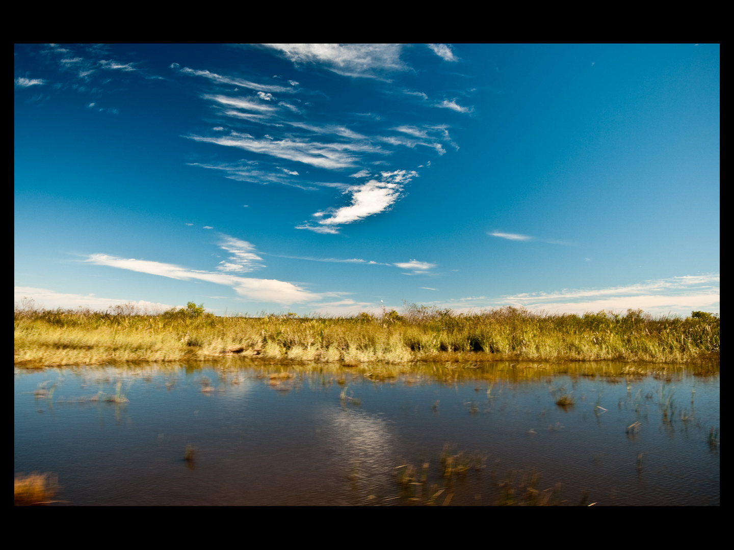 the everglades