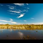 the everglades