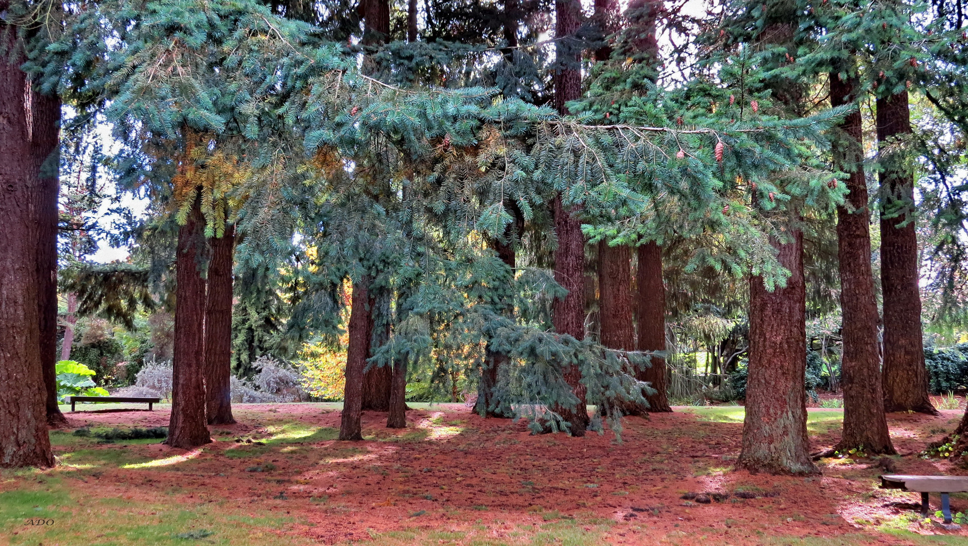 The Evergreen Grove